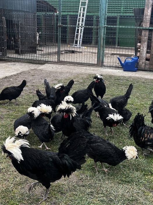 Vând păuni , fazani , gaini  moțate olandeze, sebright , porumbei