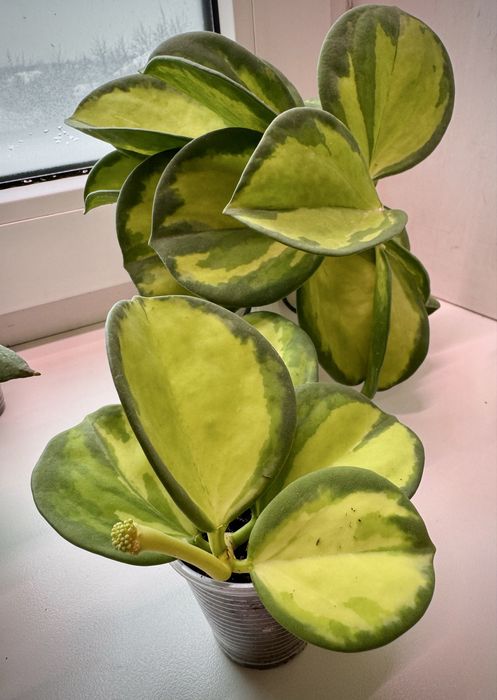 Хойя Пахиклада вариегатная