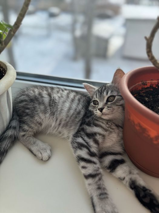 Очень ласковый котик