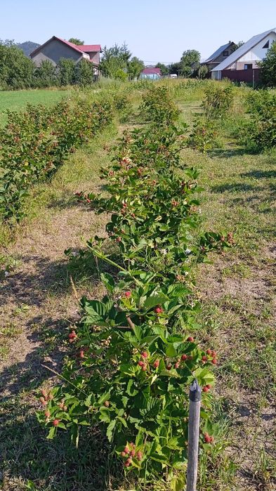 Butași de zmeur şi mur thornfree
