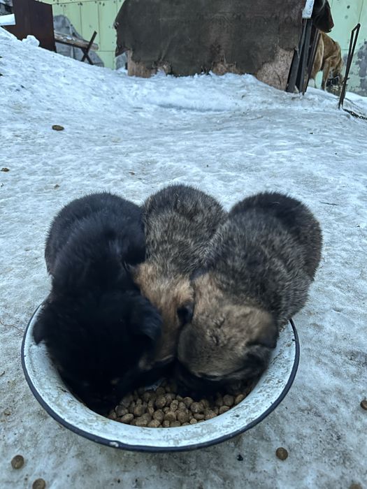 Отдам даром щенят сук