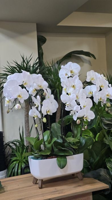 Орхидея. Орхидея Фаленопсис в белом кашпо.
