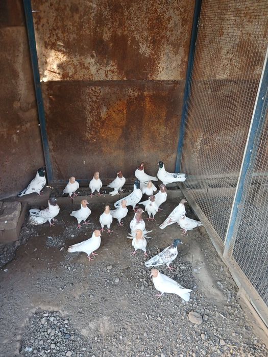 Продам  голубей  головастики