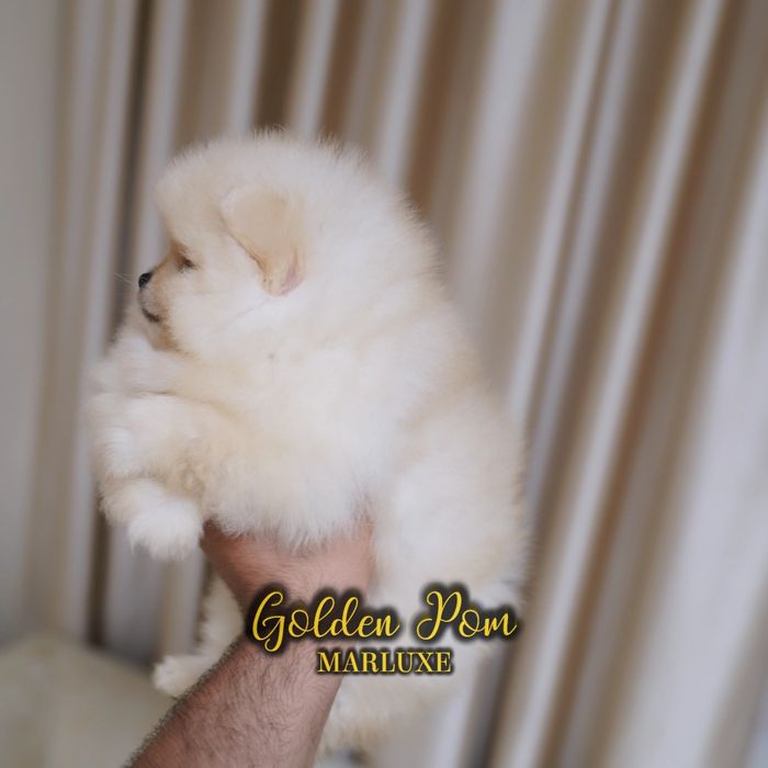 Развъдник  Померан Golden Pom - мъжки померан с FCI родословие