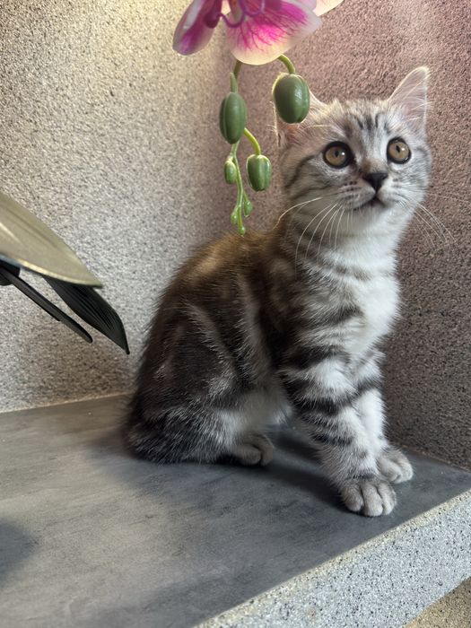 Котенок девочка шотландская