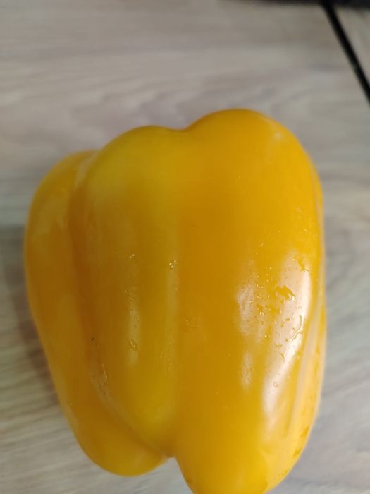 Рассада болгарского перца