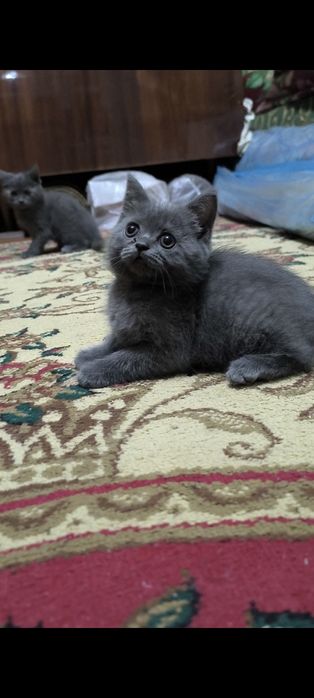 Котята чистой породы