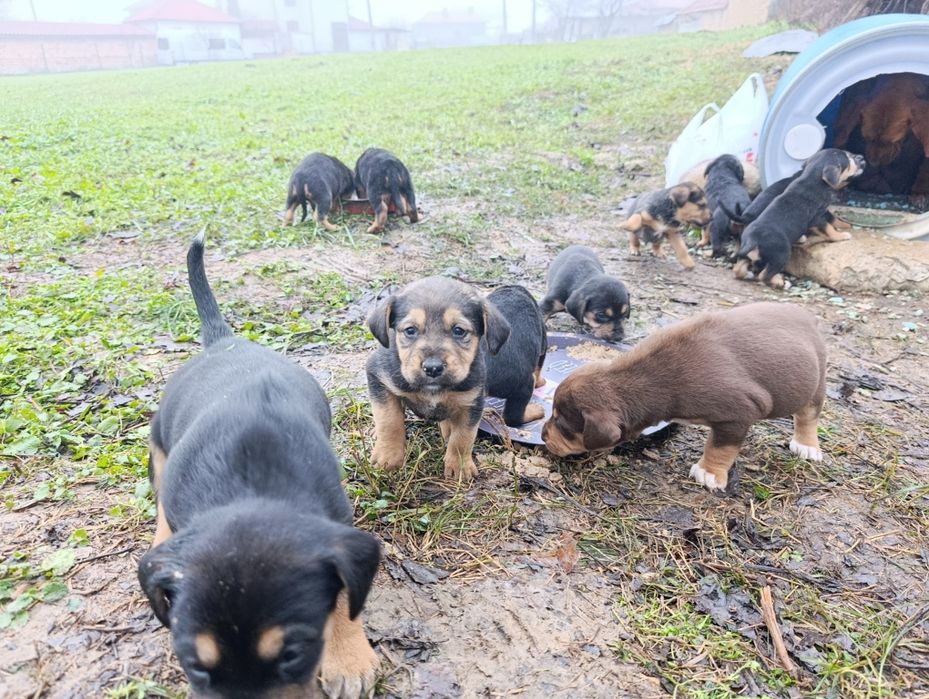 Подарявам кученца