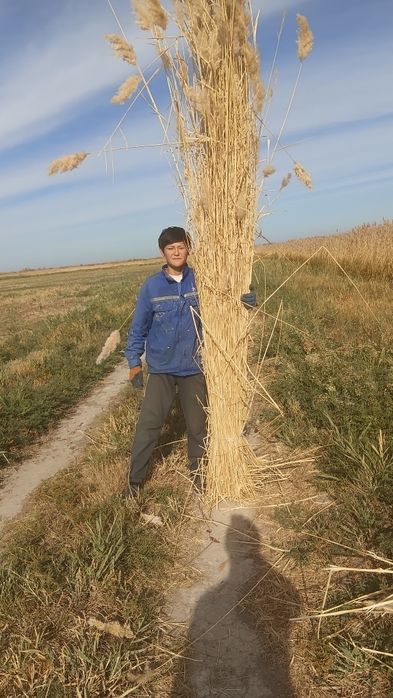 Бау қамыс бар тамның үстіне салатын