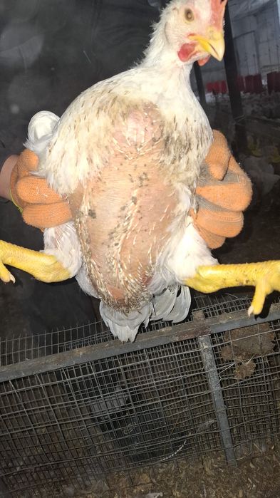 Бройлер Бройлер мяса