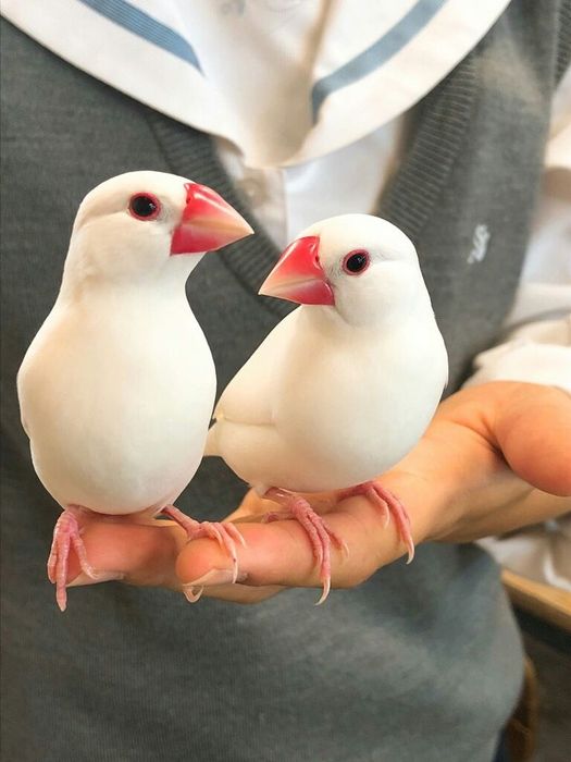 Папугайлар бар !!