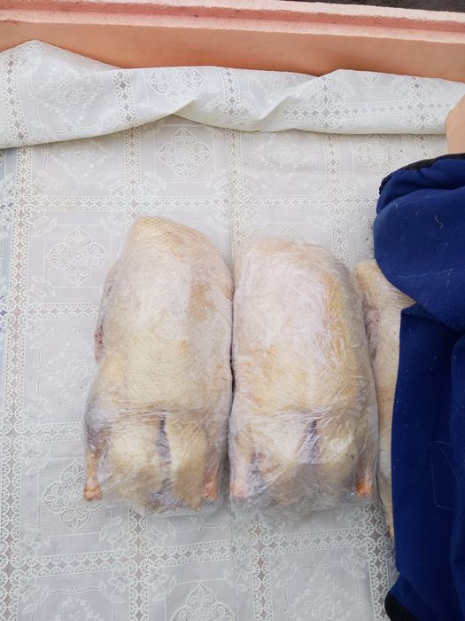 Утка домашняя с Петропавловска