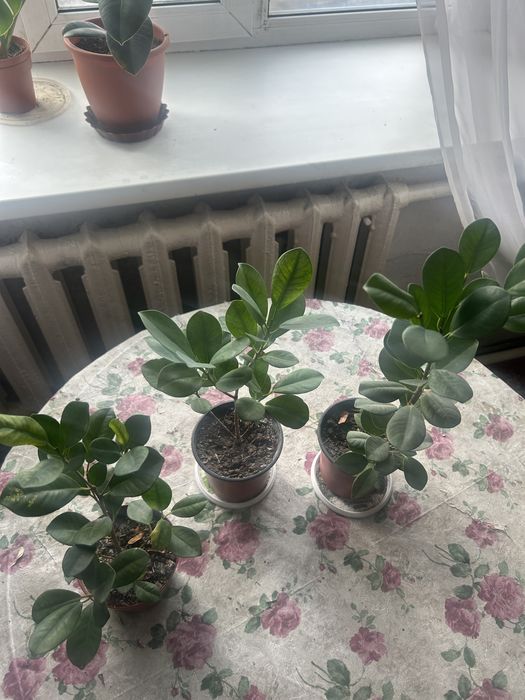 Продам фикус цветок