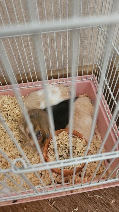 Продам хомячков сирииские