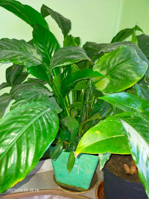 Комнатные домашние цветы