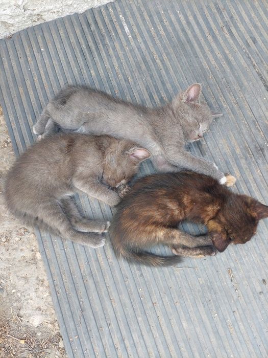Котята в добрые руки