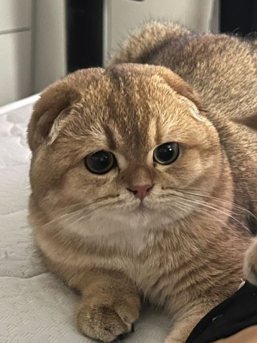 Вязка кота шотландец