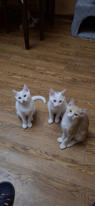 Отдадим котика в хоршие руки