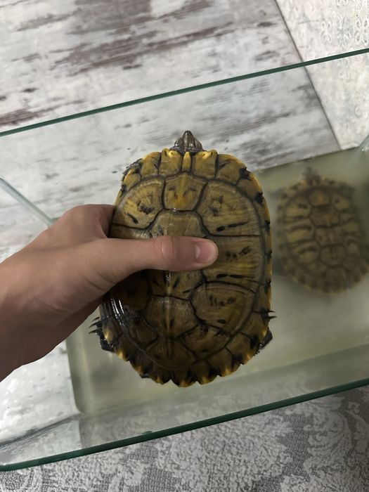 Красноухие Черепахи средний