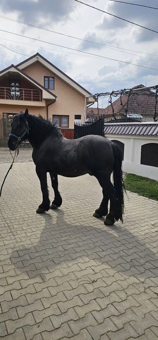 Vând sau Schimb 2 armasari