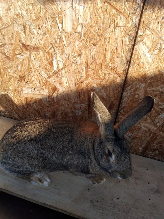 Iepuri de vânzare femela și mascul