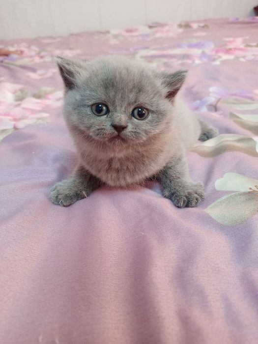 Mushuklar skotish strayt