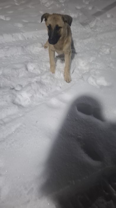 Щенок  очень ищет дом.