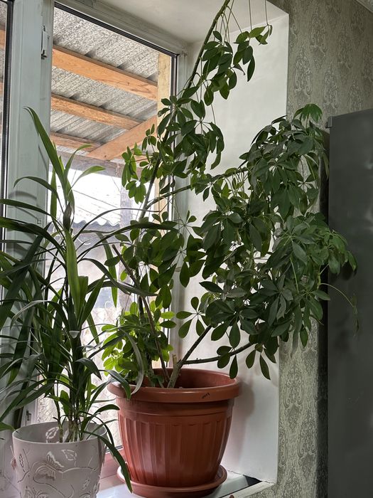 Продам домашние цветы