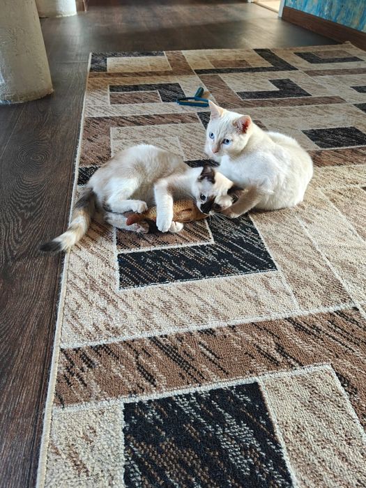 Котята в добрые руки район улицы московской