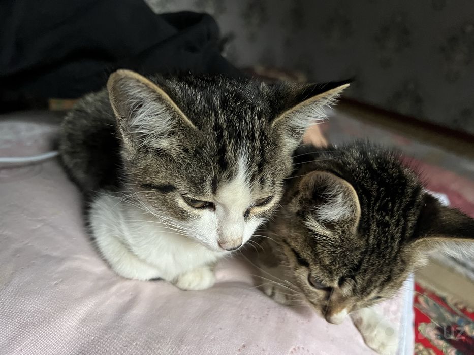 European Shorthair  Aegean cat