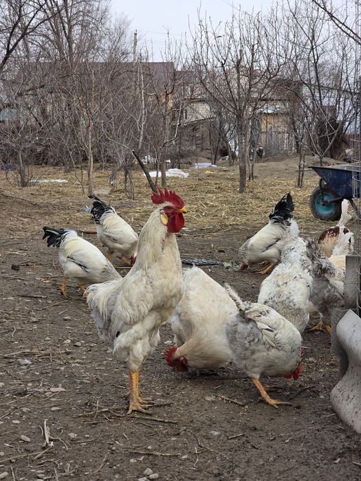 Семиз кораздар , продаю петухов