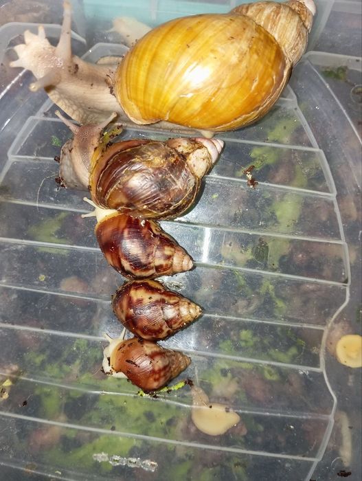 Юз терапияси учун Улиткалар