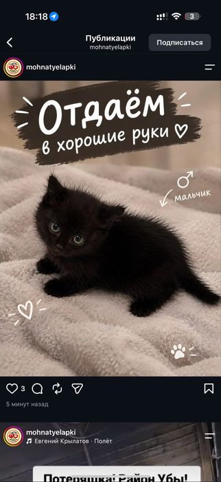 Котенок Мальчик черно-шоколадный