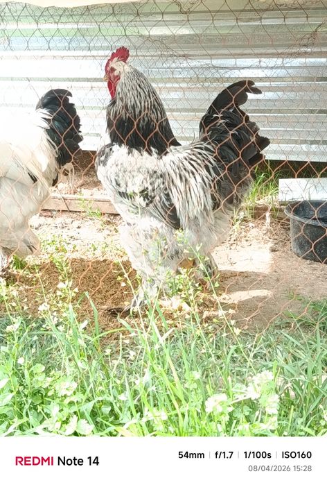 Brama tovuq xoʻroz sotiladi