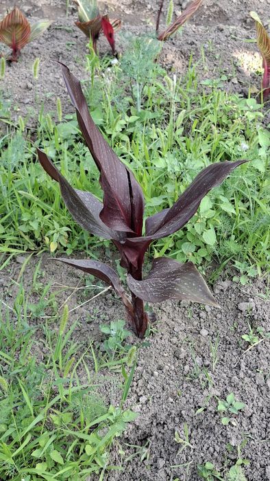 Канна черная Black Wonder