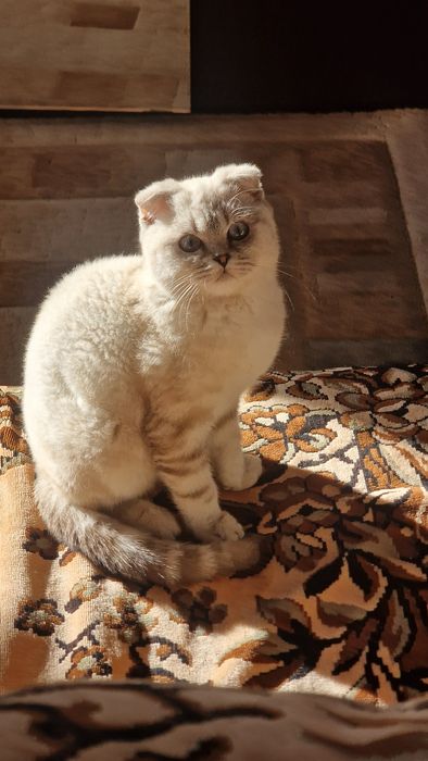 Продам кошку шотландские вислоухие