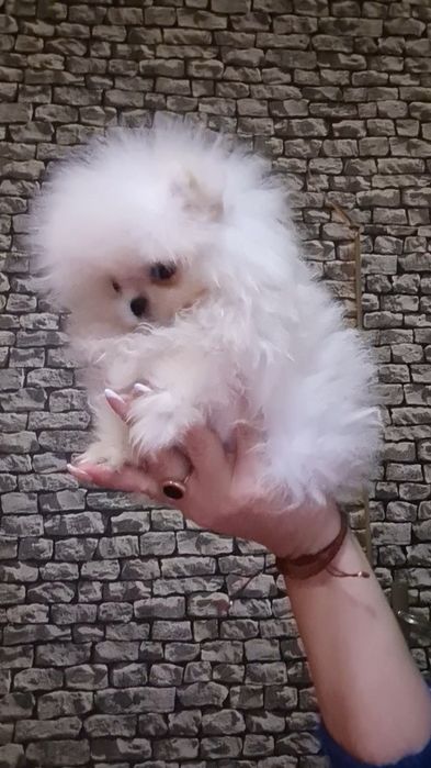 Померан мини женско