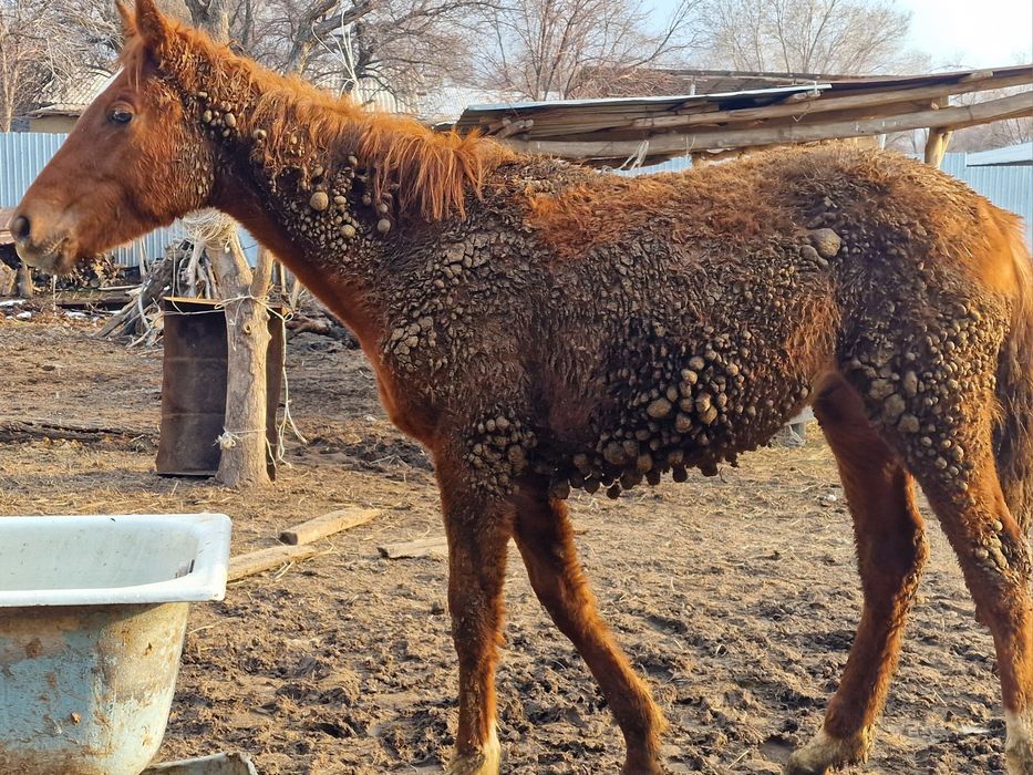 Тазакан Тай сатылады