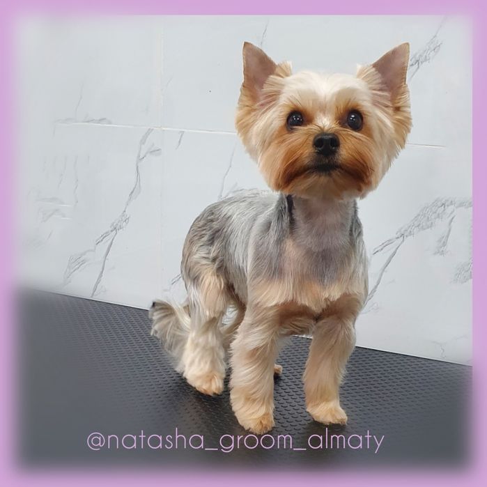 Стрижки собак и кошек