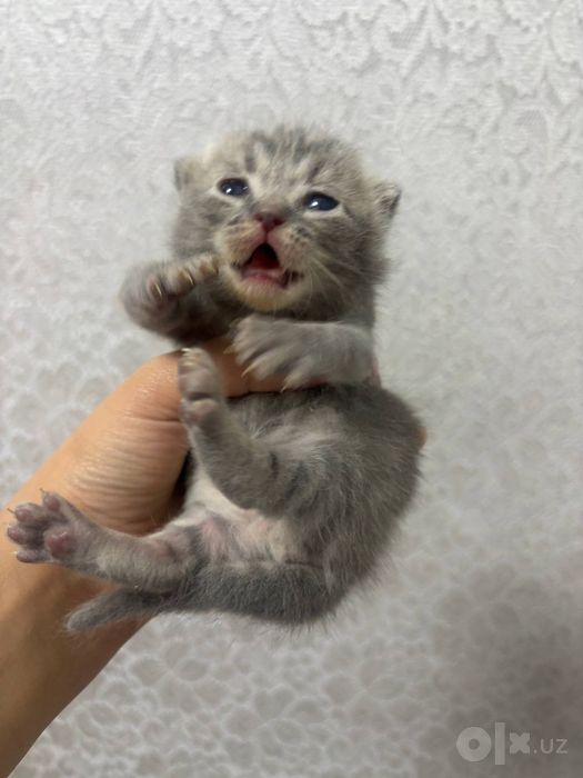 скотиш фолд 100$
