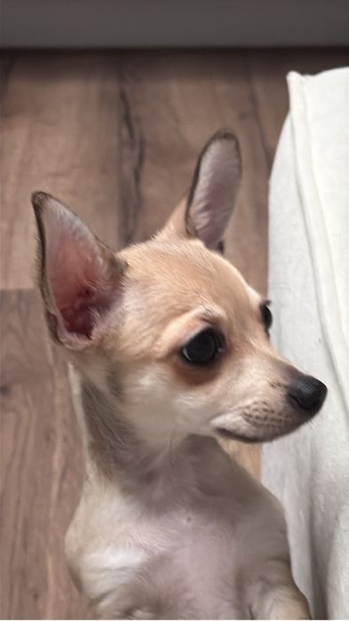 Продам щенка Чихуахуа