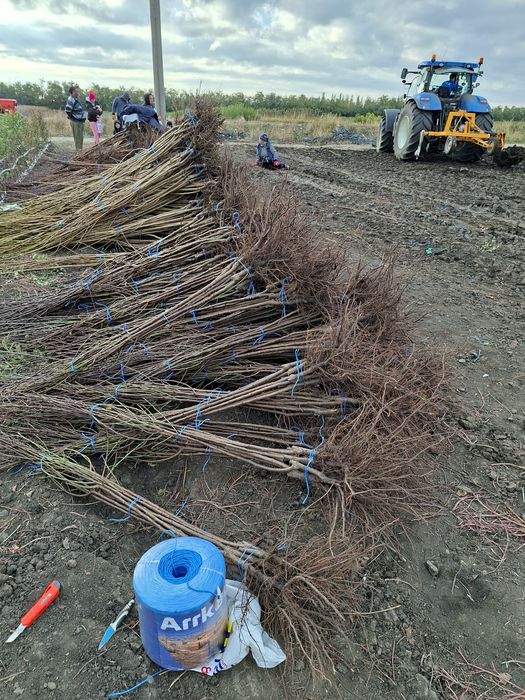 Vând Pomii Fructiferi Altoiți Clasici și Columnari anul 3 de vegetație