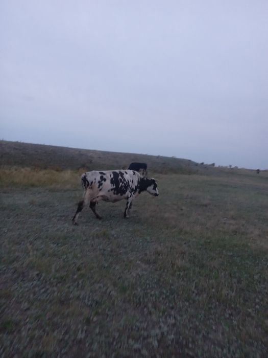 Продам коров 9 голов