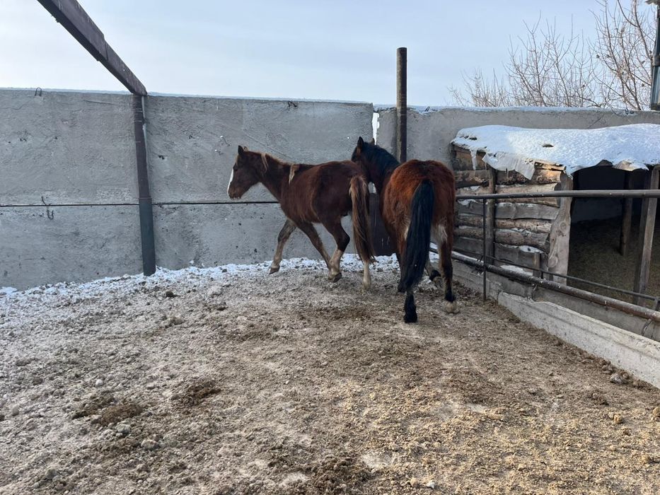 Продам или обменяю двух жеребцов тяжев!