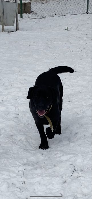 Вязка собак. Лабрадор ретривер  кобель.