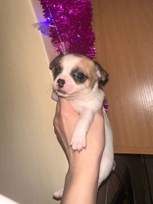 Щенки чихуахуа родились 25 ноября