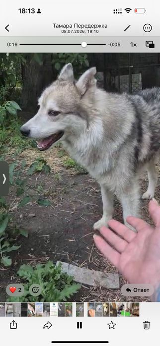Хаски 3 года мальчик в добрые руки