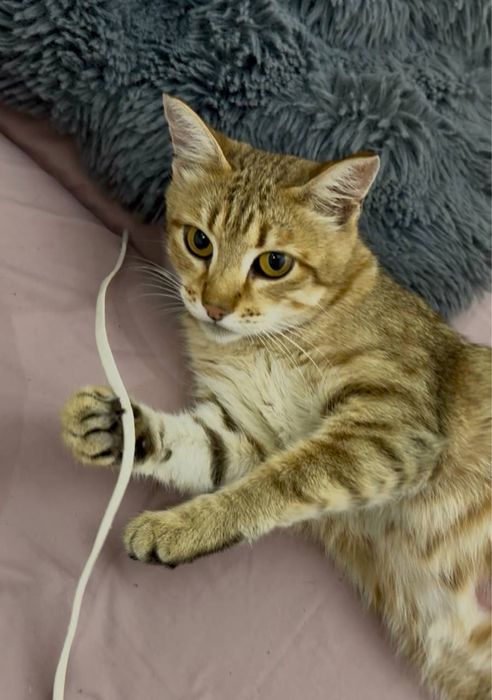 Кошечку в добрые руки!
