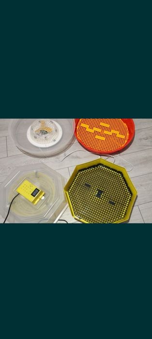 Incubator cleo5 și puisor
