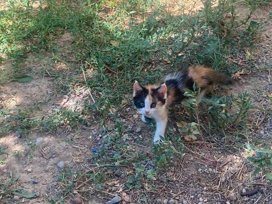 Отдаю бесплатно 4 котят